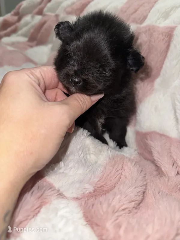 Otis – Pomeranian puppy for sale in Mesa, AZ