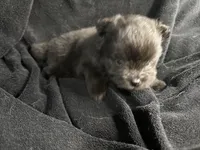 Midnight , a male Pomeranian for sale in Mesa, AZ – Photo 3 of 3