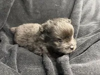 Midnight , a male Pomeranian for sale in Mesa, AZ – Photo 2 of 3