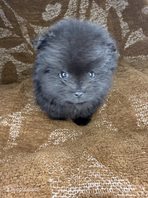 Midnight  – Pomeranian puppy for sale in Mesa, AZ