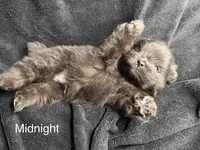 Midnight , a male Pomeranian for sale in Mesa, AZ – Photo 1 of 3