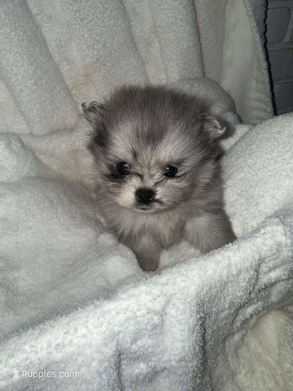 Bluey  – Pomeranian puppy for sale in Mesa, AZ