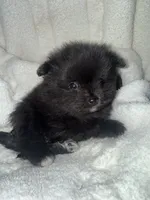 Mila, a female Pomeranian for sale in Mesa, AZ – 7 of 10