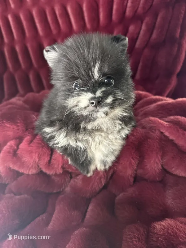 Lily – Pomeranian puppy for sale in Mesa, AZ