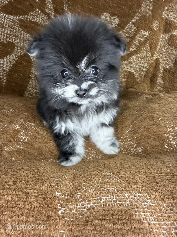 Lily – Pomeranian puppy for sale in Mesa, AZ
