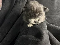 Lily, a male Pomeranian for sale in Mesa, AZ – Photo 2 of 4