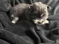 Lily, a male Pomeranian for sale in Mesa, AZ – Photo 3 of 4