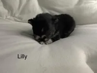 Lily, a male Pomeranian for sale in Mesa, AZ – Photo 1 of 4