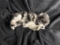 Lily, a male Pomeranian for sale in Mesa, AZ – Photo 4 of 4