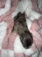 Bluey , a male Pomeranian for sale in Mesa, AZ – 2 of 2