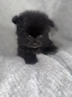 Mila, a female Pomeranian for sale in Mesa, AZ – 10 of 10