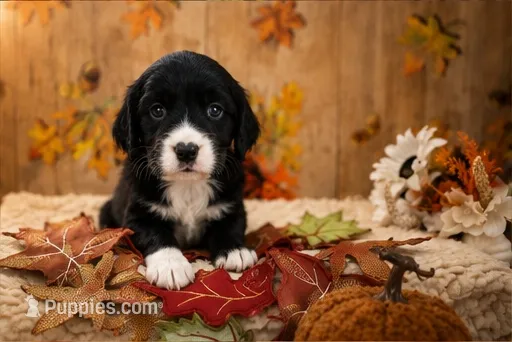 Pickle – English Springer Spaniel puppy for sale in New Port Richey, FL