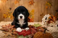 Pickle, a male English Springer Spaniel for sale in New Port Richey, FL – 1 of 1