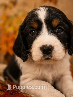 Magnum (Space) – English Springer Spaniel puppy for sale in New Port Richey, FL