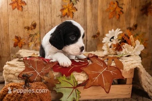 Chungus – English Springer Spaniel puppy for sale in New Port Richey, FL