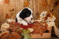Chungus, a male English Springer Spaniel for sale in New Port Richey, FL – 1 of 1