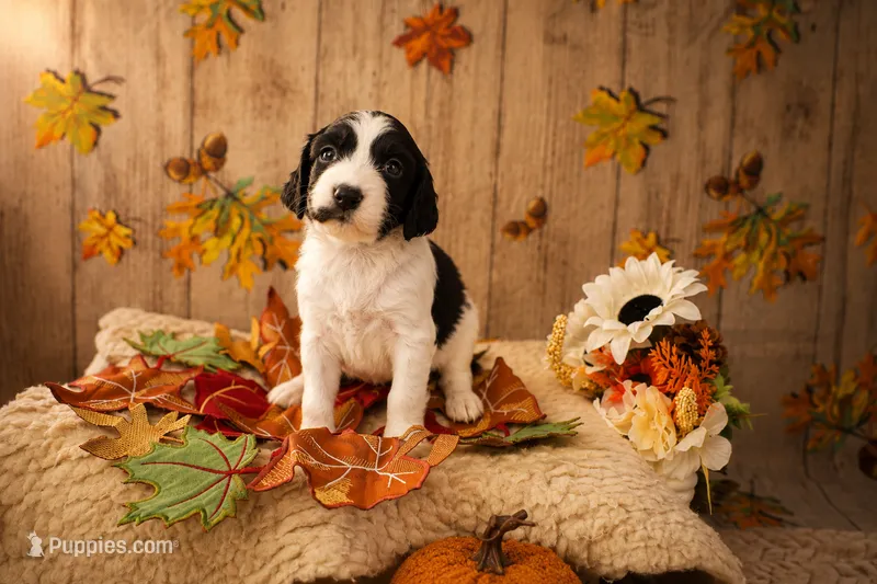 Skye – English Springer Spaniel puppy for sale in New Port Richey, FL