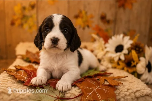 Brother – English Springer Spaniel puppy for sale in New Port Richey, FL