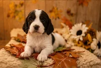 Brother, a male English Springer Spaniel for sale in New Port Richey, FL – 1 of 1