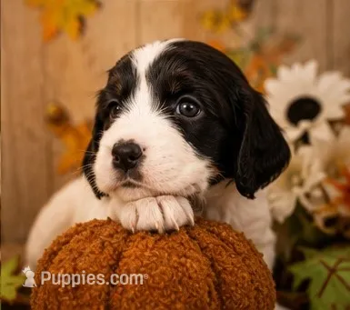 Muffin – English Springer Spaniel puppy for sale in New Port Richey, FL