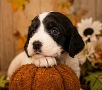 Muffin, a female English Springer Spaniel for sale in New Port Richey, FL – 1 of 1