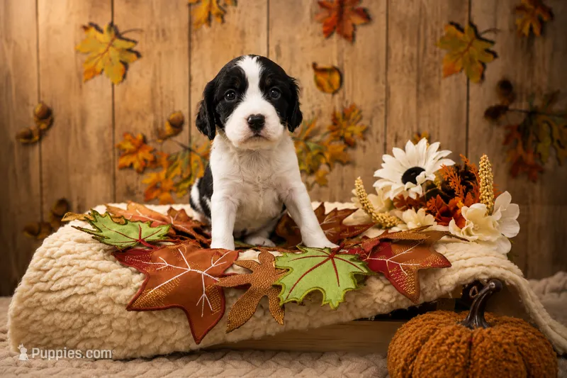 Donnie – English Springer Spaniel puppy for sale in New Port Richey, FL