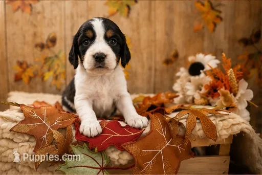 Magnolia – English Springer Spaniel puppy for sale in New Port Richey, FL