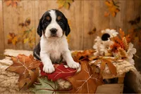Magnolia, a female English Springer Spaniel for sale in New Port Richey, FL – 1 of 1