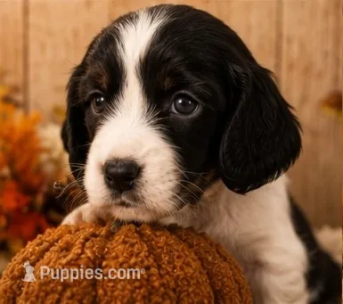 Elfie – English Springer Spaniel puppy for sale in New Port Richey, FL