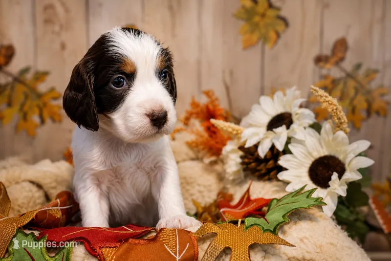 Chewy Jr – English Springer Spaniel puppy for sale in New Port Richey, FL