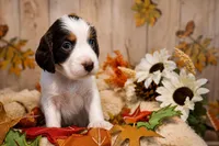 Chewy Jr, a male English Springer Spaniel for sale in New Port Richey, FL – 1 of 1