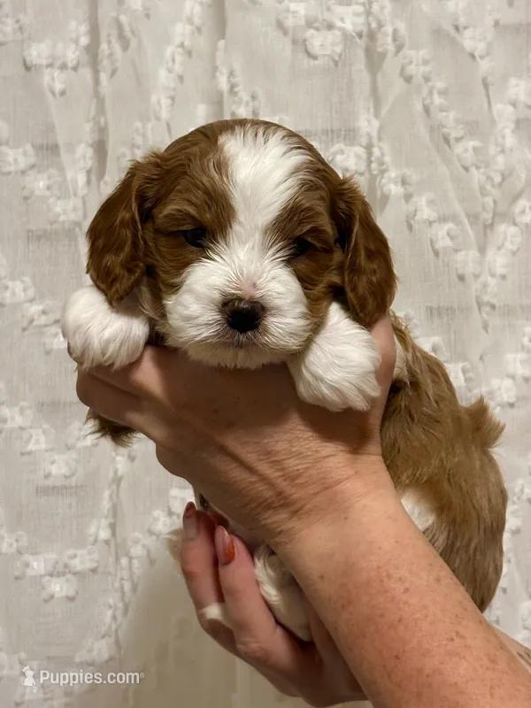 Nash – Cavapoo puppy for sale in Cedar City, UT