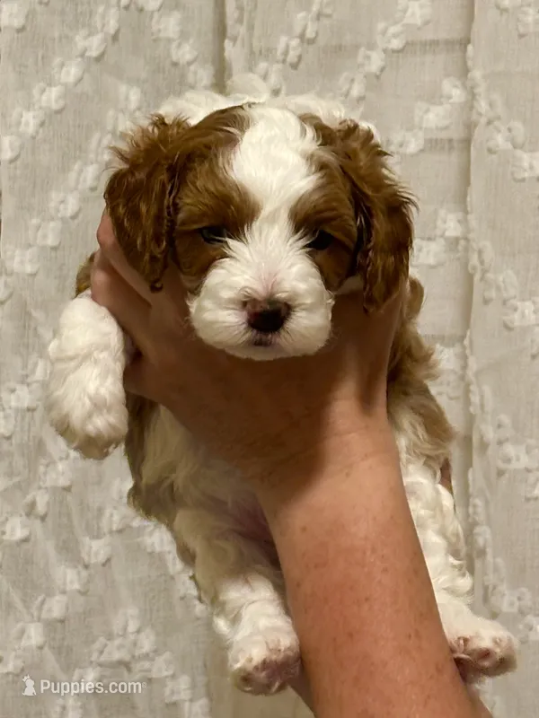 Knox – Cavapoo puppy for sale in Cedar City, UT