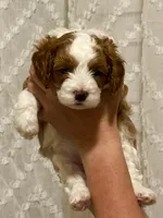 Knox, a male Cavapoo for sale in Cedar City, UT – 1 of 3