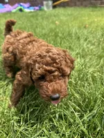 Maverick , a male Poodle - Miniature  for sale in Cedar City, UT – 3 of 7