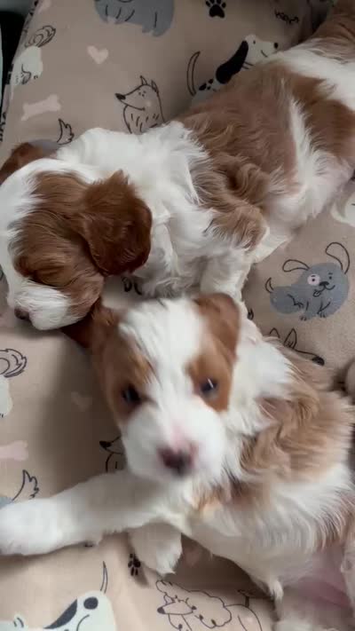 Nash, a male Cavapoo for sale in Cedar City, UT – 3 of 3