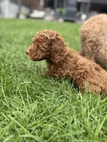 Maverick , a male Poodle - Miniature  for sale in Cedar City, UT – 6 of 7