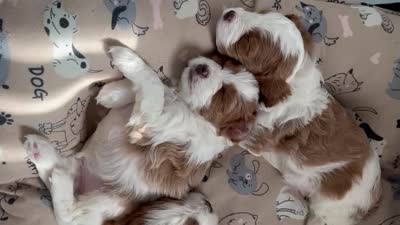 Knox, a male Cavapoo for sale in Cedar City, UT – 2 of 3