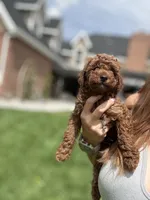Rooster , a male Poodle - Miniature  for sale in Cedar City, UT – 2 of 4