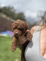 Maverick , a male Poodle - Miniature  for sale in Cedar City, UT – 5 of 7
