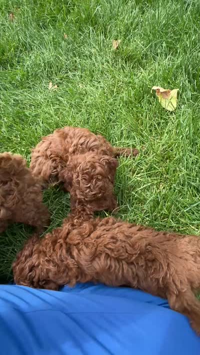 Rooster , a male Poodle - Miniature  for sale in Cedar City, UT – 3 of 4