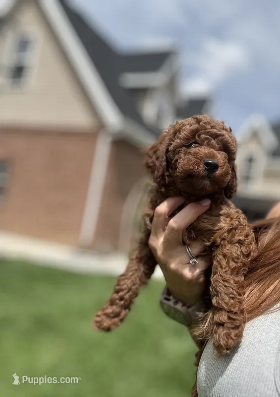Rooster  – Poodle - Miniature  puppy for sale in Cedar City, UT