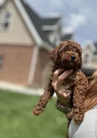 Rooster , a male Poodle - Miniature  for sale in Cedar City, UT – 1 of 4