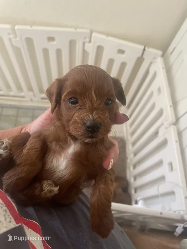 Buzz – Cavapoo puppy for sale in Cedar City, UT