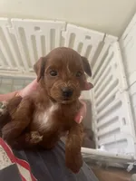 Buzz, a male Cavapoo for sale in Cedar City, UT – 1 of 1