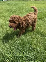 Maverick , a male Poodle - Miniature  for sale in Cedar City, UT – 4 of 7