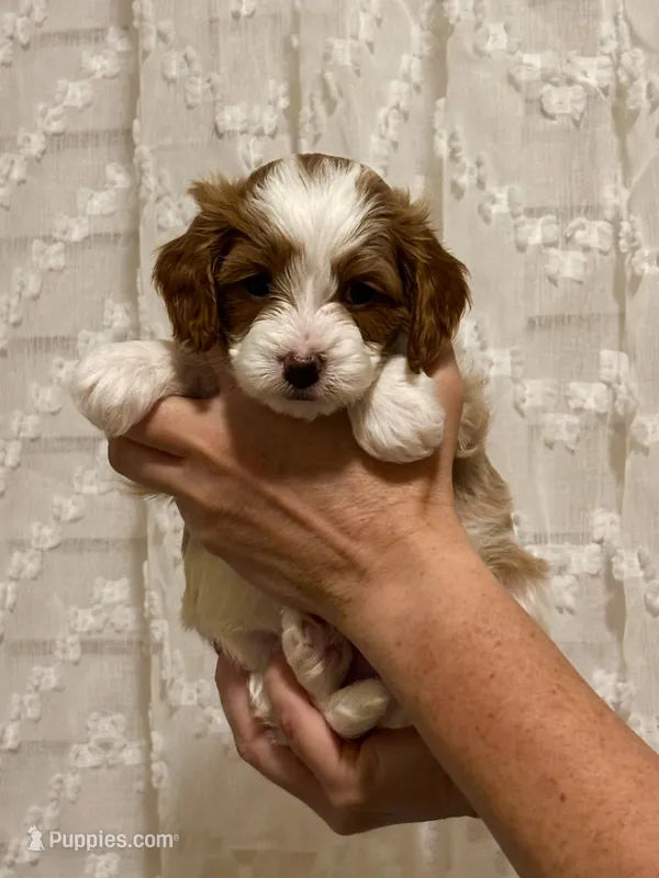 Memphis  – Cavapoo puppy for sale in Cedar City, UT