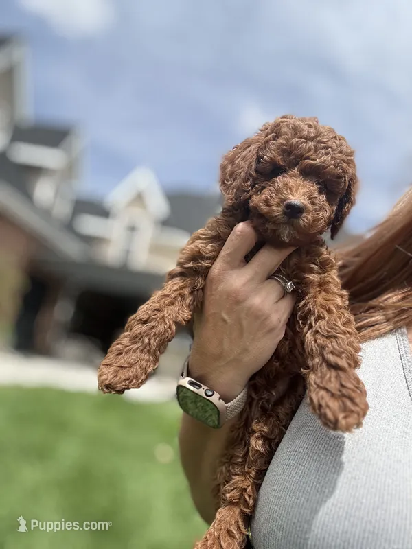 Maverick  – Poodle - Miniature  puppy for sale in Cedar City, UT