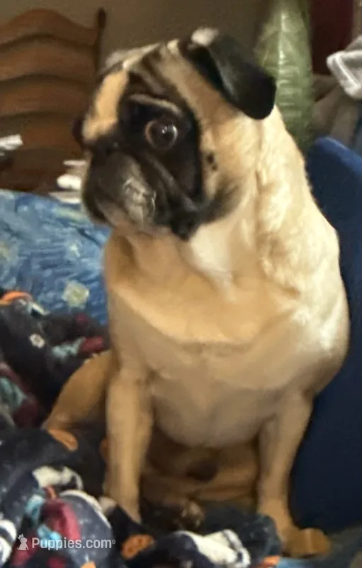 Gunner – Pug puppy for sale in Coeburn, VA