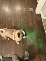 Gunner, a male Pug for sale in Coeburn, VA – 7 of 10